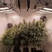 Rhah420 GD Run #5