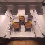 Blackberry Moonrocks [GER🇩🇪]