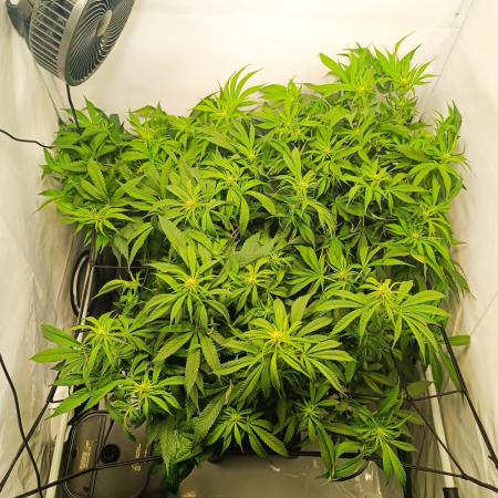 Blackberry Moonrocks [Söltjer Berry]