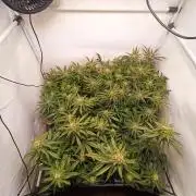 Blackberry Moonrocks [Söltjer Berry]