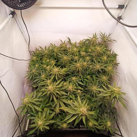 Blackberry Moonrocks [Söltjer Berry]