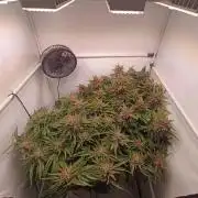 Cherry Cola Auto RF3 &LemonCherryCookies
