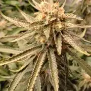 Blackberry Moonrocks [Söltjer Berry]