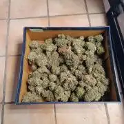 Cherry Cola Auto RF3 &LemonCherryCookies