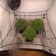 Blackberry Moonrocks [GER🇩🇪]