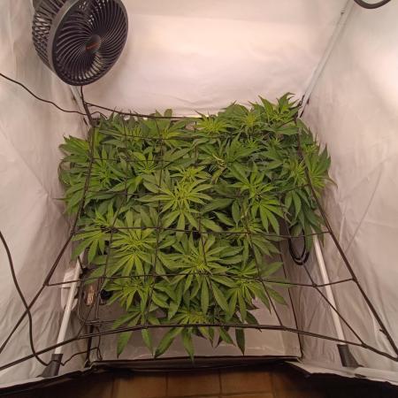 Blackberry Moonrocks [Söltjer Berry]