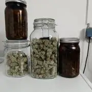 Blackberry Moonrocks [Söltjer Berry]