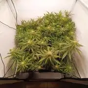 Blackberry Moonrocks [Söltjer Berry]