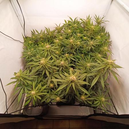 Blackberry Moonrocks [Söltjer Berry]