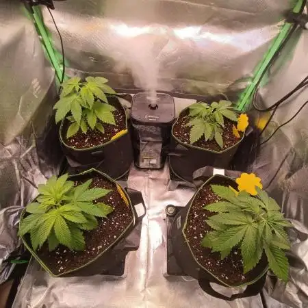 Blue Zushi + OG#18 [GER]🇩🇪