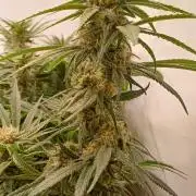 Blackberry Moonrocks [Söltjer Berry]