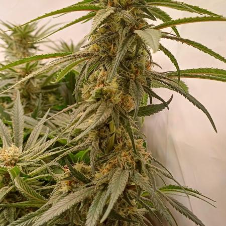 Blackberry Moonrocks [Söltjer Berry]