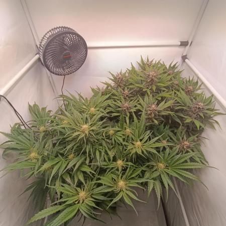 Cherry Cola Auto RF3 &LemonCherryCookies