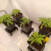Rhah420 GD Run #5