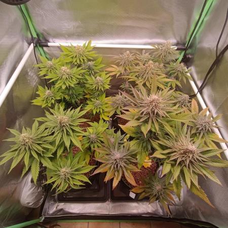 Blue Zushi + OG#18 [GER]🇩🇪