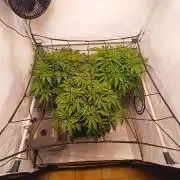 Blackberry Moonrocks [GER🇩🇪]