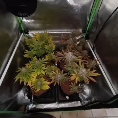 Blue Zushi + OG#18 [GER]🇩🇪