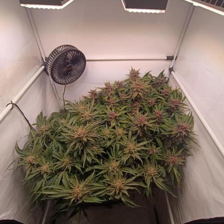 Cherry Cola Auto RF3 &LemonCherryCookies