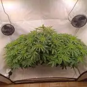 Rhah420 GD Run #5