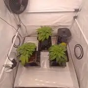 Blackberry Moonrocks [GER🇩🇪]