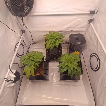 Blackberry Moonrocks [GER🇩🇪]