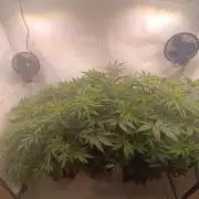 Rhah420 GD Run #5