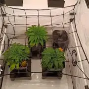 Blackberry Moonrocks [GER🇩🇪]