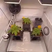 Blackberry Moonrocks [GER🇩🇪]