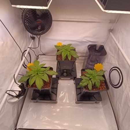 Blackberry Moonrocks [GER🇩🇪]