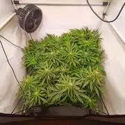 Blackberry Moonrocks [Söltjer Berry]