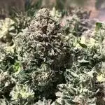 Blue Zushi + OG#18 [GER]🇩🇪