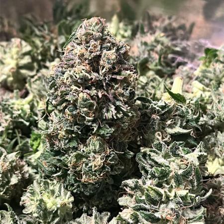 Blue Zushi + OG#18 [GER]🇩🇪