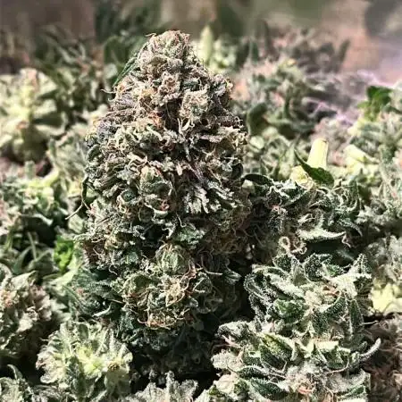 Blue Zushi + OG#18 [GER]🇩🇪