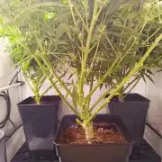 Blackberry Moonrocks [Söltjer Berry]