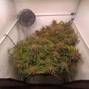 Cherry Cola Auto RF3 &LemonCherryCookies