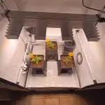 Blackberry Moonrocks [GER🇩🇪]