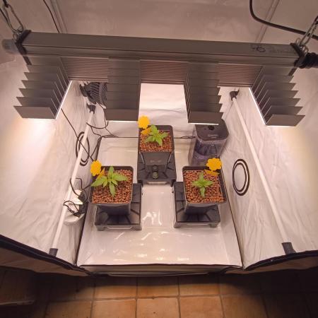 Blackberry Moonrocks [GER🇩🇪]