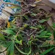 Cherry Cola Auto RF3 &LemonCherryCookies