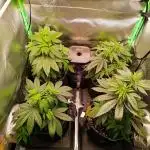 Blue Zushi + OG#18 [GER]🇩🇪