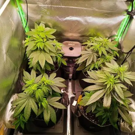 Blue Zushi + OG#18 [GER]🇩🇪