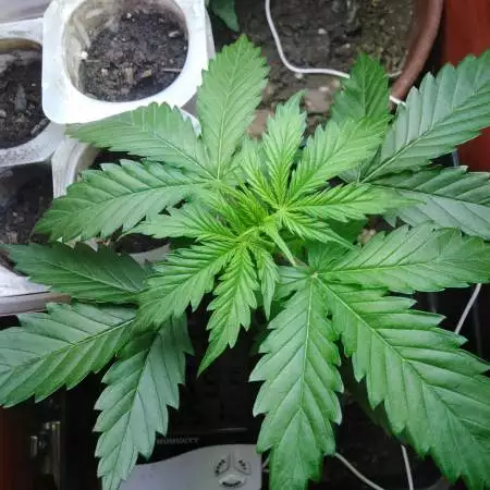 First indoor grow1