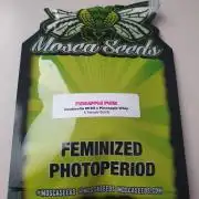 Pineapple Punk - Moscaseeds