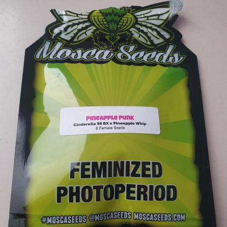 Pineapple Punk - Moscaseeds