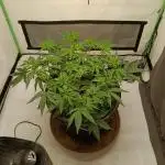 Gorilla Cookies Auto 20L Grow