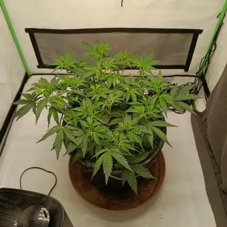 Gorilla Cookies Auto 20L Grow