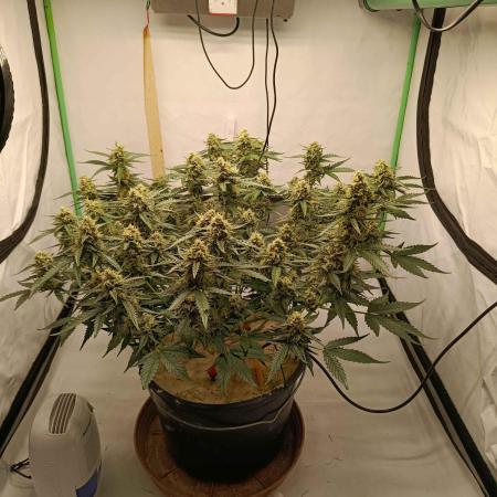 Gorilla Cookies Auto 20L Grow