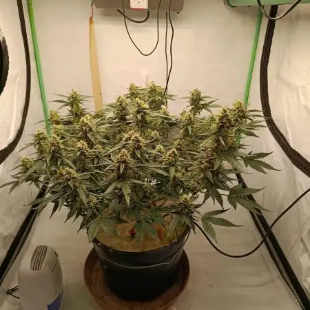 Gorilla Cookies Auto 20L Grow