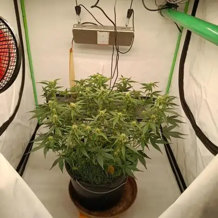 Gorilla Cookies Auto 20L Grow