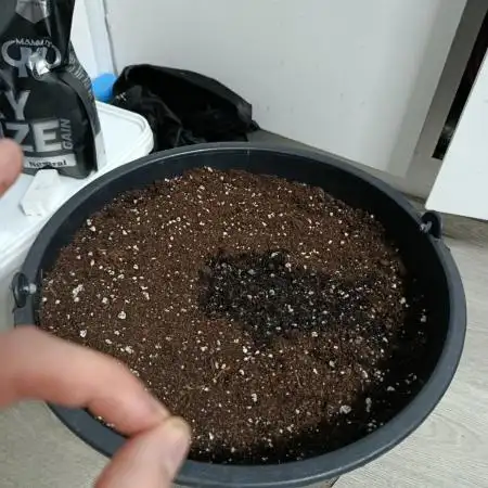 Gorilla Cookies Auto 20L Grow