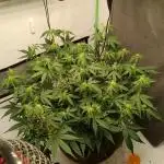 Gorilla Cookies Auto 20L Grow